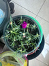 重瓣太陽(yáng)花苗死不了夏季耐熱植物陽(yáng)臺庭院室內好養易種花卉盆栽 太陽(yáng)花苗【混色 30株】+矮加侖盆 曬單實(shí)拍圖