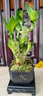 幼薇富貴竹室內(nèi)植物節(jié)節(jié)高桌面綠植帶根好養(yǎng)步步高花卉文昌竹客廳盆栽 富貴竹叢林+四方舍得PVC盆+方形底盤 帶盆栽好 曬單實拍圖