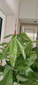 植男植女發(fā)財樹客廳大型盆栽室內(nèi)真綠植好養(yǎng)落地辦公室開業(yè)招財樹源頭直發(fā) 曬單實拍圖
