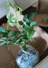 月季花苗四季開花大花濃香型灌木月季苗庭院陽臺(tái)盆栽地栽玫瑰花苗 詩人的妻子【大花濃香，多季節(jié)開花】 扦插小苗15-25cm高 1棵 曬單實(shí)拍圖
