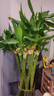 京云夢轉(zhuǎn)運(yùn)竹盆栽綠植居家水培植物四季轉(zhuǎn)運(yùn)竹60厘米不含盆10根源頭直發(fā) 曬單實(shí)拍圖