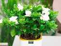 【大盆梔子花帶花苞發(fā)貨】梔子花盆栽室內(nèi)綠植四季開花水培除甲醛 大盆梔子花【高度20-30cm】+方盆+肥料 曬單實拍圖