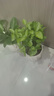 開(kāi)時(shí)果 茉莉花盆栽濃香型 桌面綠植物陽(yáng)臺(tái)花卉樹(shù)苗盆景擺件源頭直發(fā)包郵 精品茉莉花5-10株【豎紋白瓷盆】 曬單實(shí)拍圖