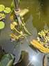 臨雅黑美人睡蓮水培植物帶花苞根塊魚缸水養(yǎng)荷花蓮花盆栽四季花卉開花 【夢幻粉】帶花原土睡蓮1盆 曬單實拍圖