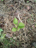 玫瑰花樹(shù)苗老樁月季花苗灌木大花盆栽室內(nèi)外四季開(kāi)特大不支持退貨 混色三顆紅玫瑰*黃玫瑰*白玫瑰 曬單實(shí)拍圖