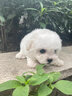 純種比熊幼犬小型犬米奇耳比熊犬飛耳比熊法國(guó)卷毛小體型活寵物狗 血統(tǒng)級(jí) 精品比熊 母 曬單實(shí)拍圖