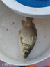 久巖金海夕魚鉤正品散鉤鯽鯉魚釣魚魚勾湖庫翹嘴鳊魚100枚盒裝鉤 10#有刺金海夕&高碳精鋼(100枚) 曬單實拍圖
