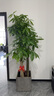 仙植緣【2小時(shí)同城配送】2米大型發(fā)財樹(shù)盆栽綠植辦公室客廳開(kāi)業(yè)喬遷送禮 |約1.75米|步步高發(fā)財樹(shù)|水泥盆 專(zhuān)車(chē)送貨 更快更好 曬單實(shí)拍圖