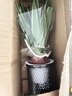 金邊吊蘭盆栽室內好養水培花卉垂吊植物凈化空氣吸除甲醛四季常青 A級金邊吊蘭【1盆】（灰色小繁星自吸水盆） 含盆整體高度20-25cm 曬單實(shí)拍圖