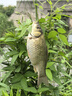 漁之源釣椅釣魚(yú)椅多地形加硬騎士椅炮臺(tái)支架背包野釣折疊椅釣魚(yú)座椅馳 曬單實(shí)拍圖