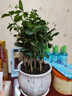 茉莉花苗盆栽四季開(kāi)花帶花苞老樁驅(qū)蚊水培梔子花卉綠植物室內(nèi)好養(yǎng) 茉莉苗5-7株+【白花瓣瓷盆】 高度30-40cm 曬單實(shí)拍圖