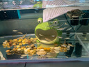 黑尾大勾觀賞魚 小型熱帶魚 燈科魚苗 群游 草缸觀賞魚新手套餐 黑尾大勾 2-3cm 20條+2條備損 曬單實(shí)拍圖