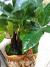 發(fā)財樹盆栽大植物室內(nèi)辦公室桌面客廳小盆景招財樹苗綠植花卉盆栽 三桿發(fā)財樹 5-8cm【原盆】 【送肥料】 曬單實拍圖