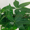 雙盟植物室內(nèi)綠植盆栽花卉擺件三桿發(fā)財(cái)樹室內(nèi)招財(cái)納福膠盆源頭直發(fā) 曬單實(shí)拍圖