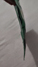 紫菜正宗霞浦無沙免洗干貨鮮頭水紫菜獨立包裝蛋花湯原料膳小生 獨立包裝霞浦紫菜8g【單包嘗鮮】 曬單實拍圖