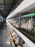 迪高沙99%蛋氨酸25kg豬飼料添加劑雞牛羊鴨鵝氨基酸德國進(jìn)口包郵 德國進(jìn)口迪高沙99%25公斤/一包 曬單實(shí)拍圖