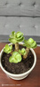 多肉植物 多肉精選老樁蒂亞吸財(cái)樹(shù)辦公室室內(nèi)陽(yáng)臺(tái)紅寶石群生多頭 金錢(qián)木【3-5頭】 曬單實(shí)拍圖