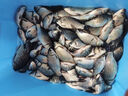 野營(yíng)者29升帶輪防刮釣箱全套新款多功能釣魚(yú)箱魚(yú)桶垂釣保溫臺(tái)釣箱 29L 無(wú)輪單炮臺(tái)【雙軌道標(biāo)準(zhǔn)款+方盒+支架】 曬單實(shí)拍圖