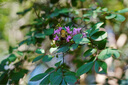 索尼（SONY）FE 24-70mm F2.8 GM II 全畫(huà)幅標(biāo)準(zhǔn)變焦 G大師鏡頭(SEL2470GM2) 曬單實(shí)拍圖