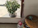 植客（zeego）自動(dòng)澆花神器出差家用定時(shí)自動(dòng)澆水滴灌器花盆栽滴水設(shè)備全套7050 曬單實(shí)拍圖