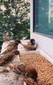 跑來跑去麻雀飼料專用帶殼小米麻子黃谷蘇子混合營養(yǎng)鳥食飼料幼鳥雛鳥通用 1200ml 3瓶 【買二 送一】 曬單實拍圖