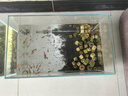 金晶超白魚(yú)缸客廳桌面小魚(yú)缸玻璃草缸龜缸懶人家用生態(tài)造景水族箱 長(zhǎng)40CM寬24CM高25CM（厚度5MM） 金晶超白魚(yú)缸裸缸 曬單實(shí)拍圖