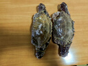 舟山梭子蟹鮮活特大野生大螃蟹新鮮冷凍海鮮水產海蟹飛蟹白蟹順豐 9兩以上/只【5斤凈重 超大肥美】 曬單實拍圖