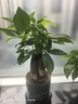 開時(shí)果 大盆三桿發(fā)財(cái)樹盆栽旺宅綠植 室內(nèi)招財(cái)開業(yè)植物四季好養(yǎng)桌面盆景 【約30-40cm】精品A級(jí)發(fā)財(cái)樹+磚紅加侖盆 曬單實(shí)拍圖