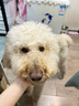 伯納天純狗糧中大型犬全價(jià)成年犬糧17kg羊肉蔓越莓味 曬單實(shí)拍圖