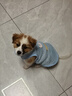 嬉皮狗（hipidog）狗狗衣服寵物可牽引背心夏季薄款比熊博美約克夏小型幼犬布偶衣服 邦迪藍(lán)（可牽引） L建議體重8-11斤 曬單實(shí)拍圖