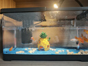 淘歌魚缸氧氣泵 迷你增氧泵 家用水族箱養(yǎng)魚水族用品節(jié)能省電大氣量 曬單實拍圖