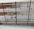 三村滅蚊燈滅蠅燈室內(nèi)商用餐廳飯店商鋪店光視寶插電 盈譽(yù)牌熒光燈管30w建議面積80平 曬單實(shí)拍圖
