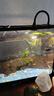 批發(fā)淡水大草魚苗淡水養(yǎng)殖魚苗活體飼料魚四大家魚鯽魚苗花鰱魚苗批發(fā) 正宗草魚苗1.5-3cm50條 曬單實拍圖