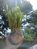 玉簪花花葉玉簪花苗金邊 青葉玉簪花植物盆栽花卉庭院花壇多年生 青葉玉簪（裸根苗）15顆 裸根苗10cm左右高 曬單實拍圖