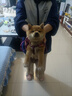 柴犬幼犬寵物狗活體日本柴犬純種幼崽柴狗小狗仔赤柴活物豆柴黑柴 血統(tǒng)級 公 曬單實拍圖
