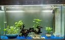 瘋狂水草魚(yú)缸水草植物水培植物魚(yú)缸造景裝飾火山石銅錢(qián)草*3 源頭直發(fā)包郵 曬單實(shí)拍圖