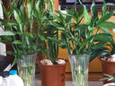 植男植女綠富貴竹水培竹子植物綠植室內(nèi)好養(yǎng)盆栽不帶根發(fā)財6/70cm源頭直發(fā) 曬單實(shí)拍圖