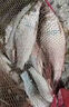 魚(yú)誘土鯪魚(yú)餌料腥香型廣東土鯪最?lèi)?ài)魚(yú)餌窩料江河湖泊野釣魚(yú)餌通殺飼料 2包餌料1000克+送1瓶小藥100毫升 曬單實(shí)拍圖