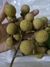 正宗石硤龍眼百年老樹大果肉厚核小現(xiàn)摘現(xiàn)當(dāng)季生鮮桂圓產(chǎn)地直發(fā) 【凈重2.5斤】石硤龍眼 曬單實(shí)拍圖