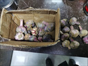 超低價(jià)25年新干蒜新鮮大蒜頭10斤整箱濕蒜5斤裝紫皮鮮蒜特大紅蒜3 5斤 中果 曬單實(shí)拍圖