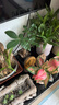 【帶盆高度約15-25cm】發(fā)財樹盆栽室內(nèi)植物客廳辦公室吸甲醛好養(yǎng) 單桿發(fā)財樹+塑料四方舍得盆+小方底座 花盆直徑約8cm 曬單實拍圖