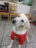 洽苒日本寵物止吠器馬犬德牧狗狗嘴套防咬叫防亂食中外出口罩嘴罩 開(kāi)口嘴套 M碼【35-50斤】 曬單實(shí)拍圖