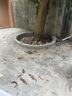 瑞德醫(yī)生寵物驅(qū)蟲藥狗狗體內(nèi)外同驅(qū)蟲幼犬打蟲藥去跳蚤寄生蟲虱子季度裝 曬單實(shí)拍圖