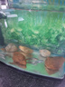 JCZS德國品牌魚缸過濾棉專用高密度凈化棉生化棉魚缸養(yǎng)魚過濾棉過濾器 【特厚5CM丨熱銷款】長3米*寬12厘米(送1米 曬單實(shí)拍圖