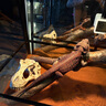 REPTIZOO陸龜飼養箱爬寵缸鬃獅變色龍蜥蜴守宮玻璃爬缸爬蟲(chóng)箱【RK飼養缸】 90*45*60CM【RK0120N】 曬單實(shí)拍圖