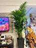 臨雅散尾葵盆栽辦公室內客廳高級大型落地好養綠植物1.4m含盆源頭直發(fā) 曬單實(shí)拍圖