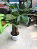發(fā)財樹盆栽大植物室內(nèi)辦公室桌面客廳小盆景招財樹苗綠植花卉盆栽 三桿發(fā)財樹 5-8cm【繁星吸水盆】 【送肥料】 曬單實拍圖