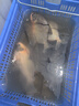 貝克力（BERKLEY）貝克力GULP活能餌海水幽靈蝦路亞假餌蝦型軟餌海釣專(zhuān)用遠投釣魚(yú)餌 香蕉色 曬單實(shí)拍圖