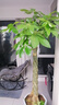 植男植女辮子款發(fā)財(cái)樹綠植客廳盆栽室內(nèi)步步高招財(cái)樹喬遷開業(yè)源頭直發(fā) 曬單實(shí)拍圖