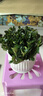 四季常青金魚花吊蘭盆栽室內(nèi)綠植花卉多肉植物發(fā)財樹好養(yǎng)易活客廳 金魚吊蘭21-29棵+白色陶瓷盆 曬單實拍圖